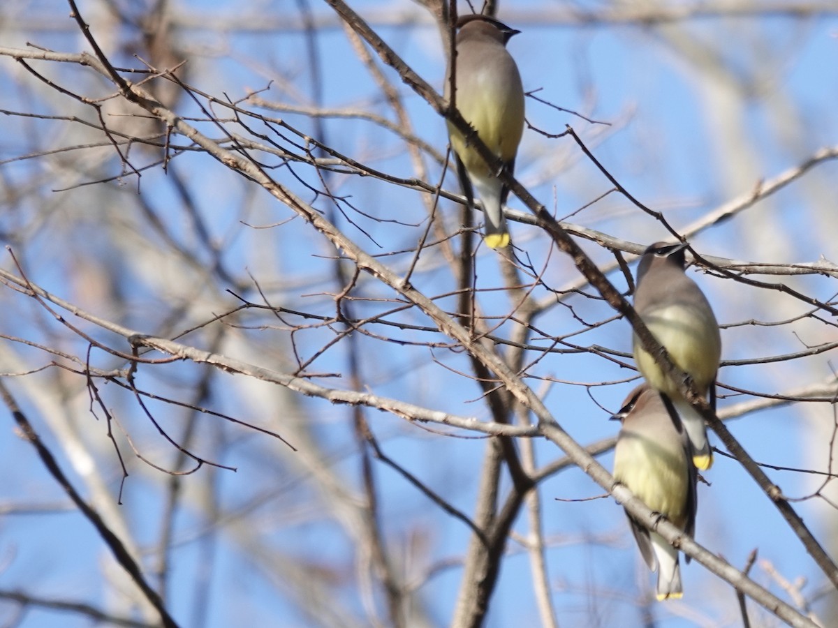 Cedar Waxwing - ML646635984