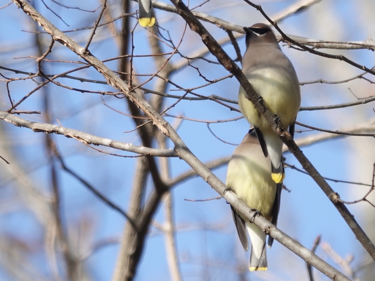 Cedar Waxwing - ML646635985