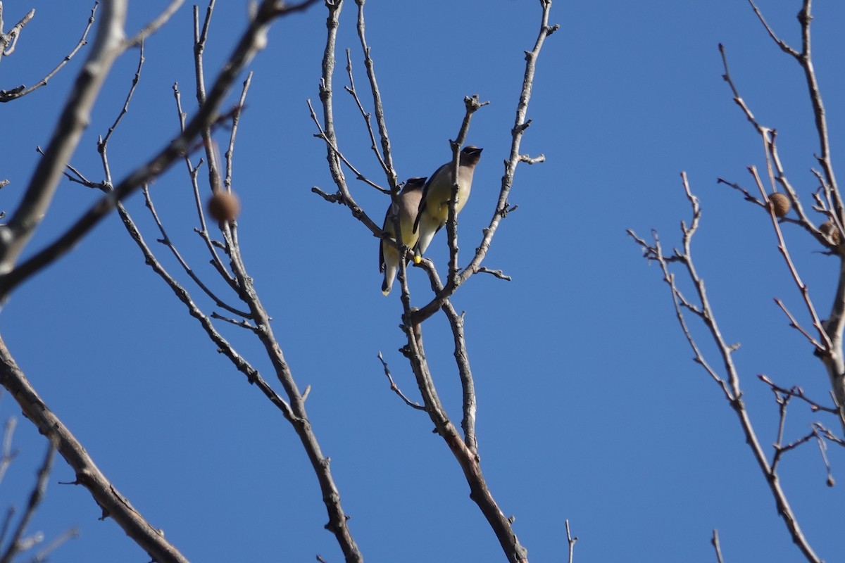 Cedar Waxwing - ML646635986