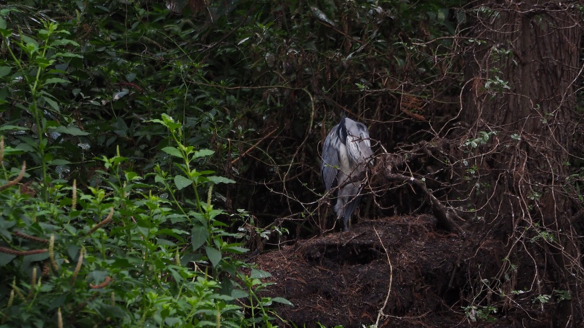 Gray Heron - ML646635987