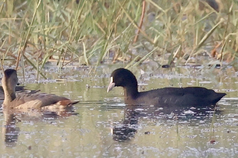 Folaga - ML646635990