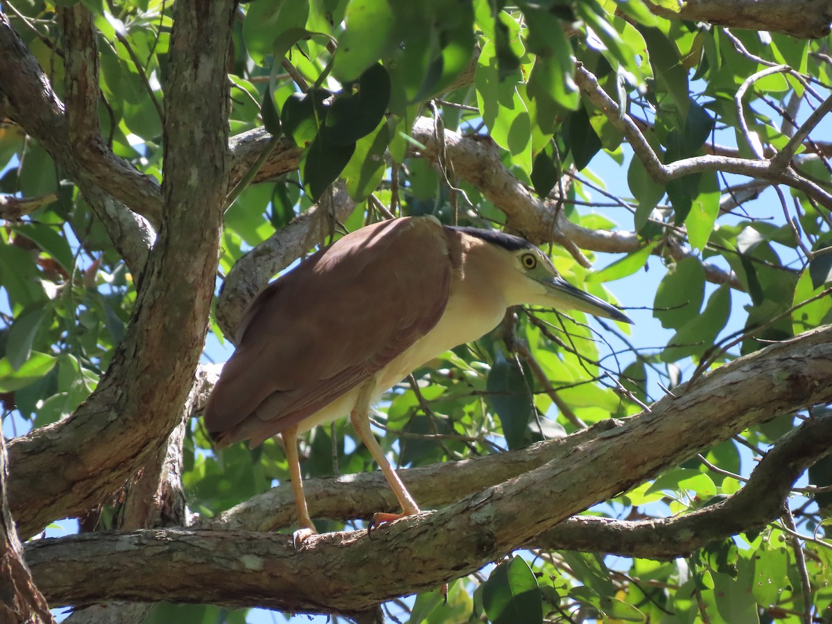 Квак каледонський - ML646635991