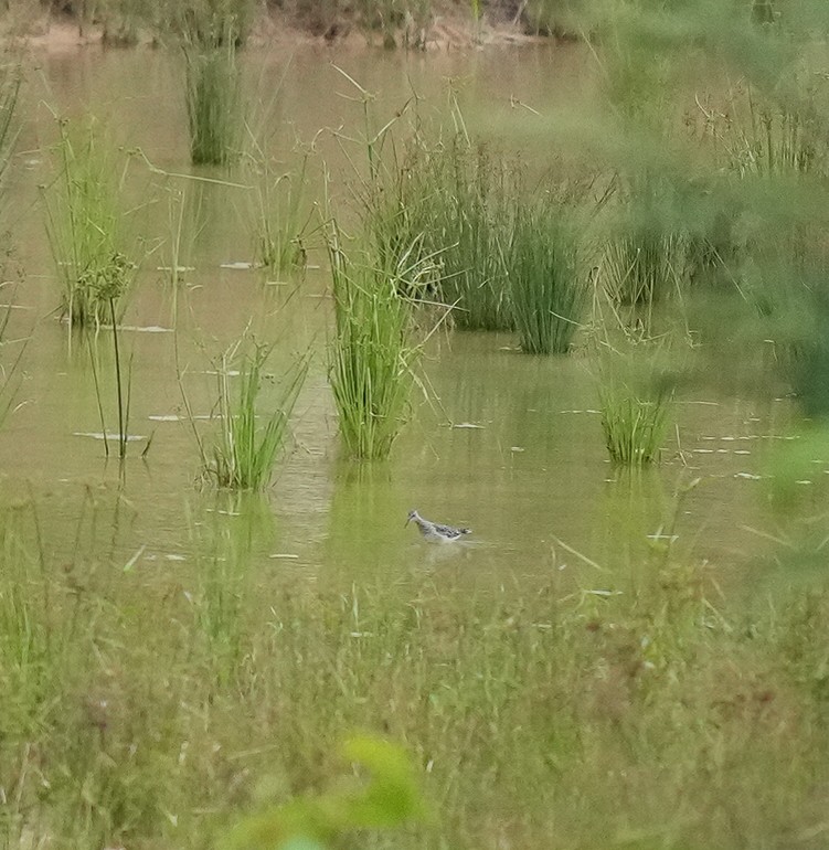 vodouš bahenní - ML646635992