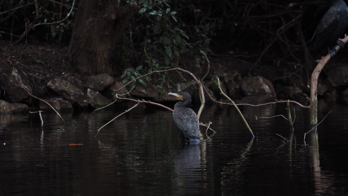 Great Cormorant - ML646635993