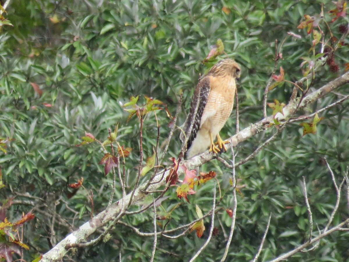 Red-shouldered Hawk - ML646635997