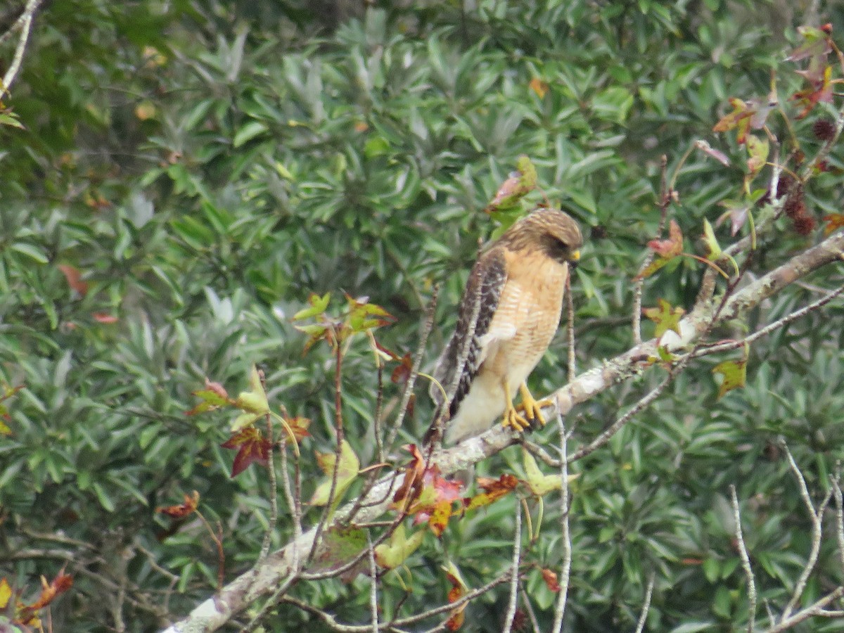 Red-shouldered Hawk - ML646635998
