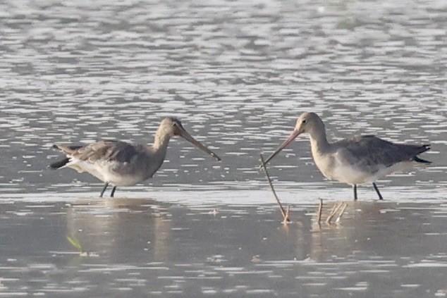 Pittima reale - ML646636002