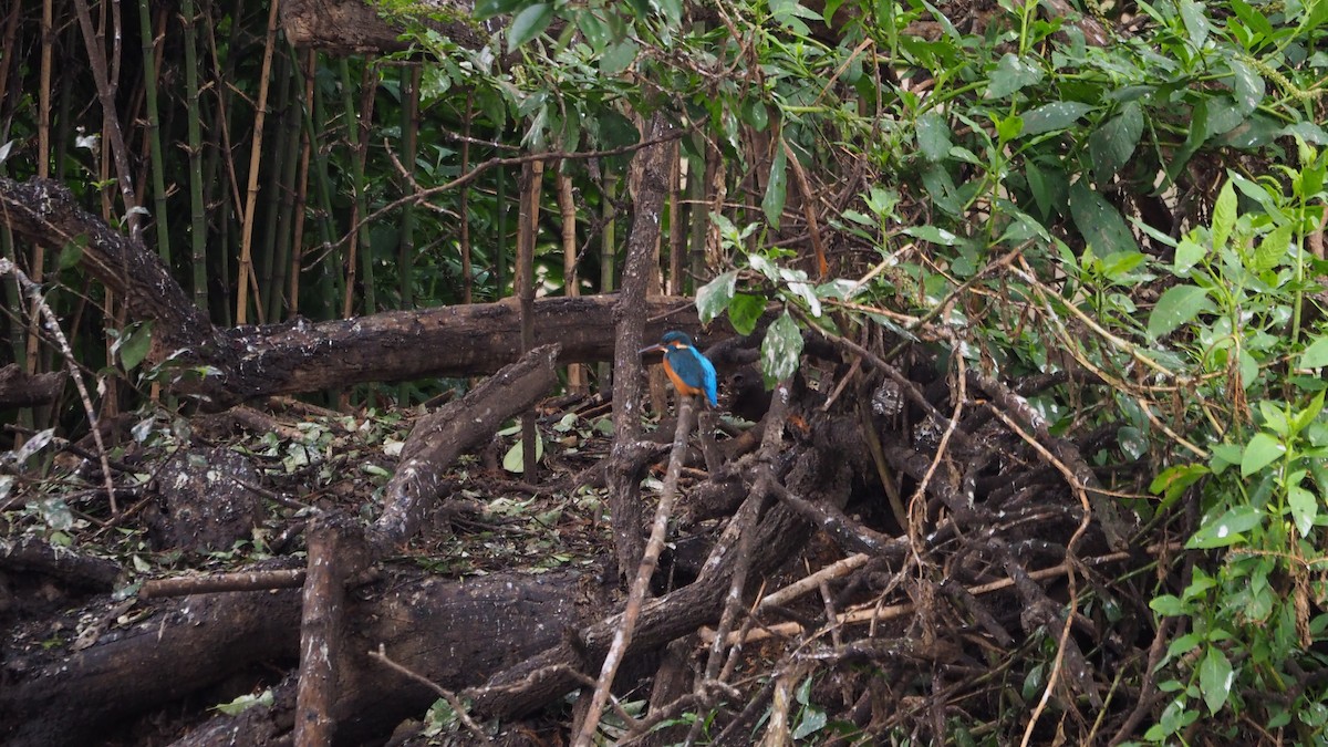 Common Kingfisher - ML646636003