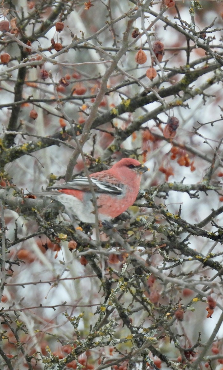 Tayga Çütresi - ML646636004