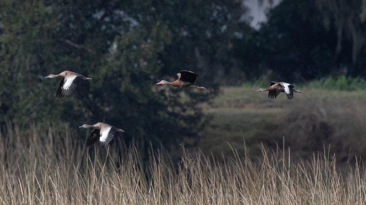 Black-bellied Whistling-Duck - ML646636018