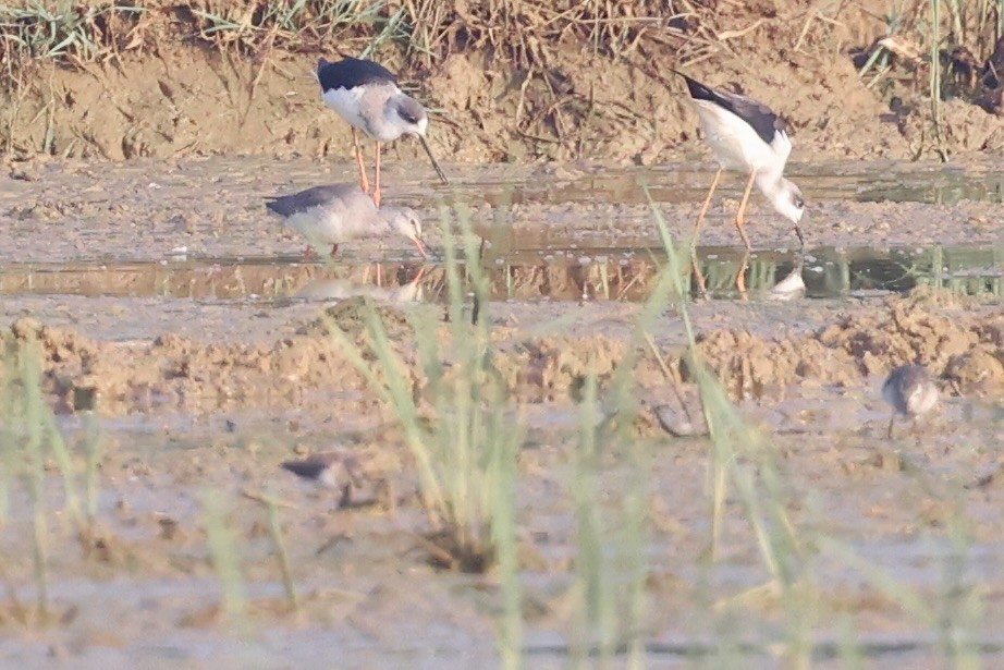 Totano moro - ML646636019