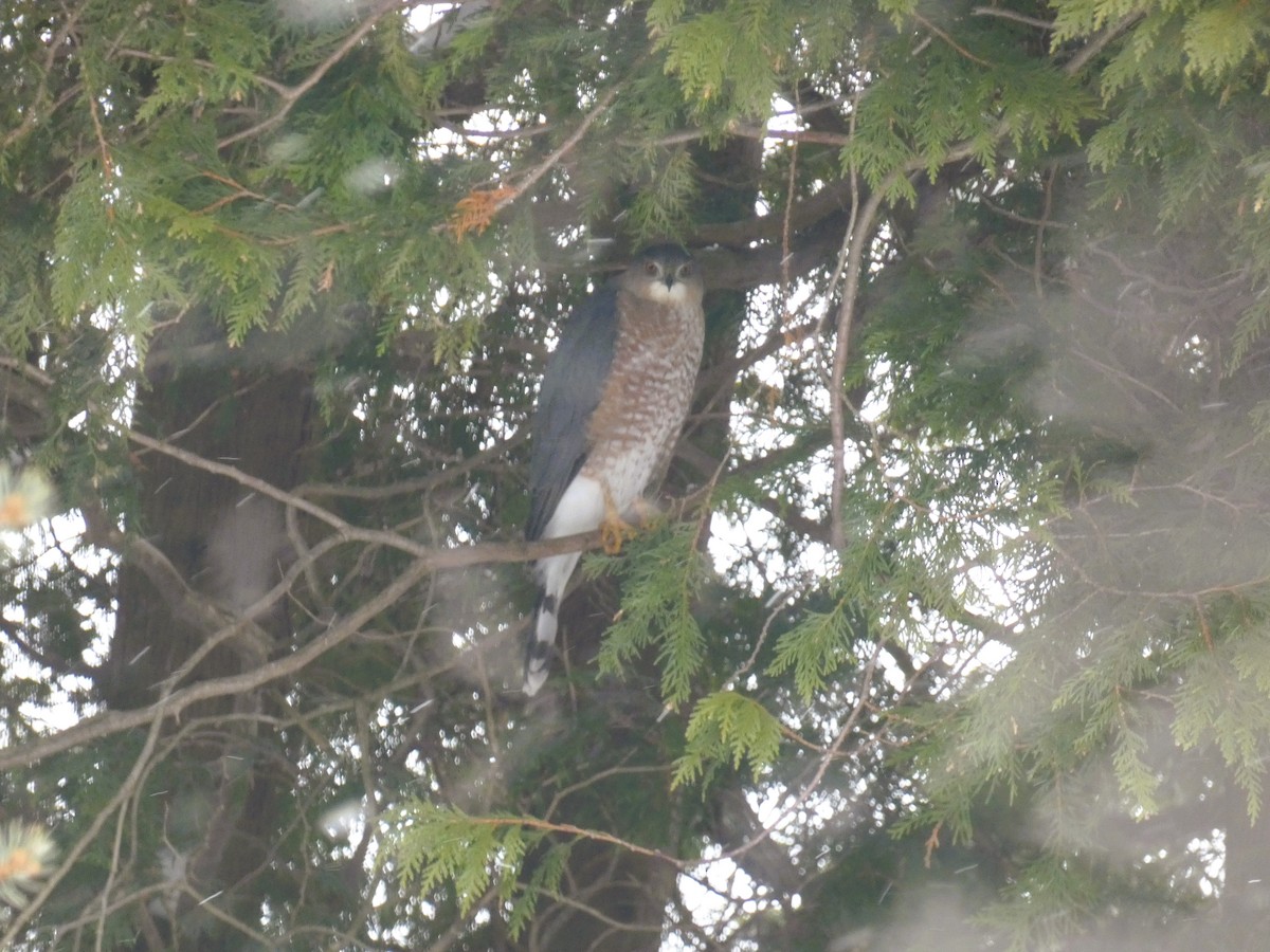 Cooper Atmacası - ML646636021