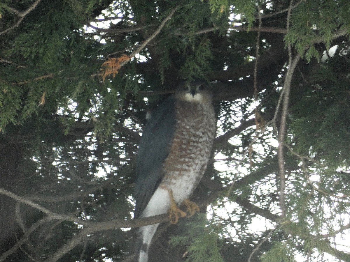 Cooper Atmacası - ML646636022