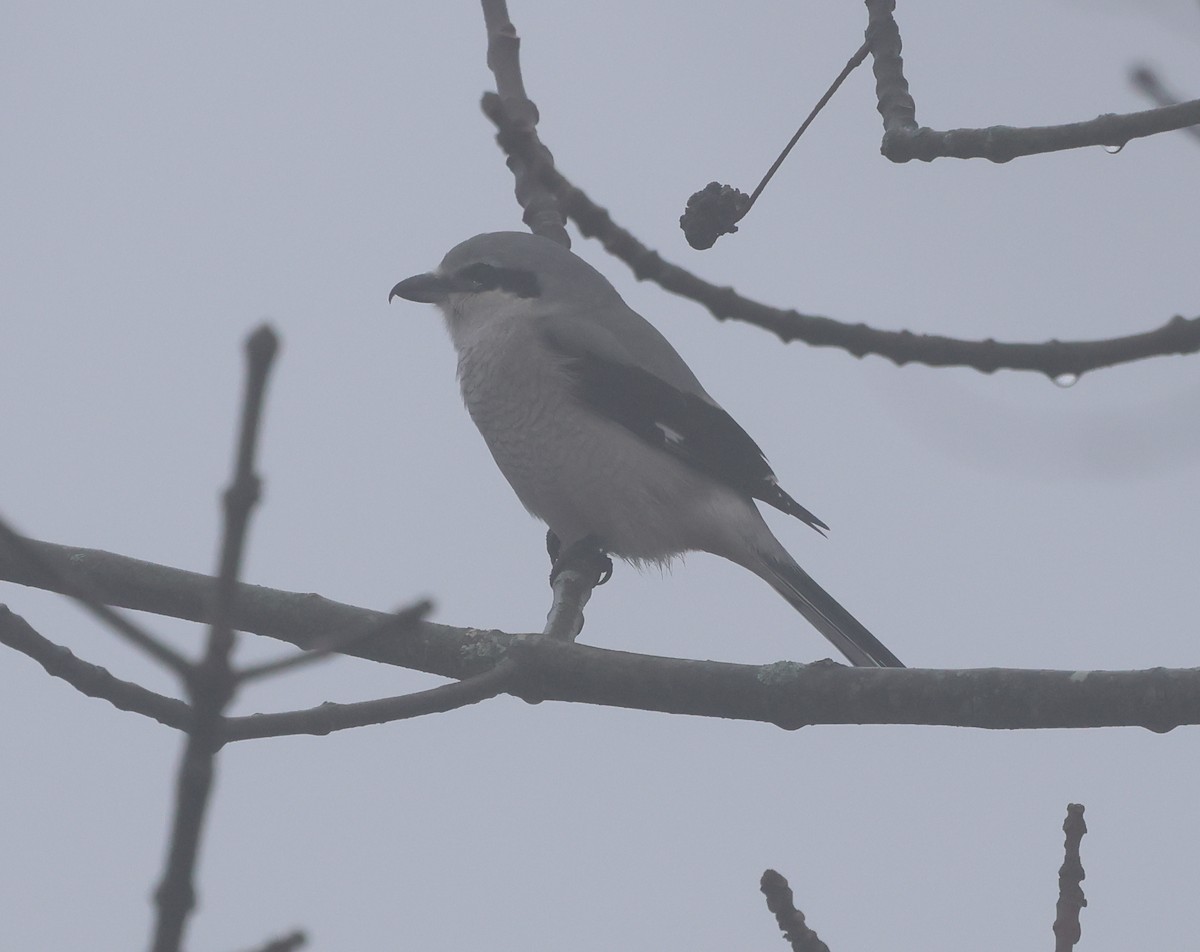 Boreal Örümcekkuşu - ML646636024