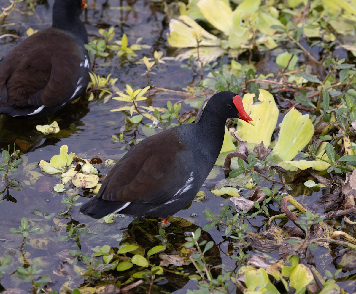 Common Gallinule - ML646636025