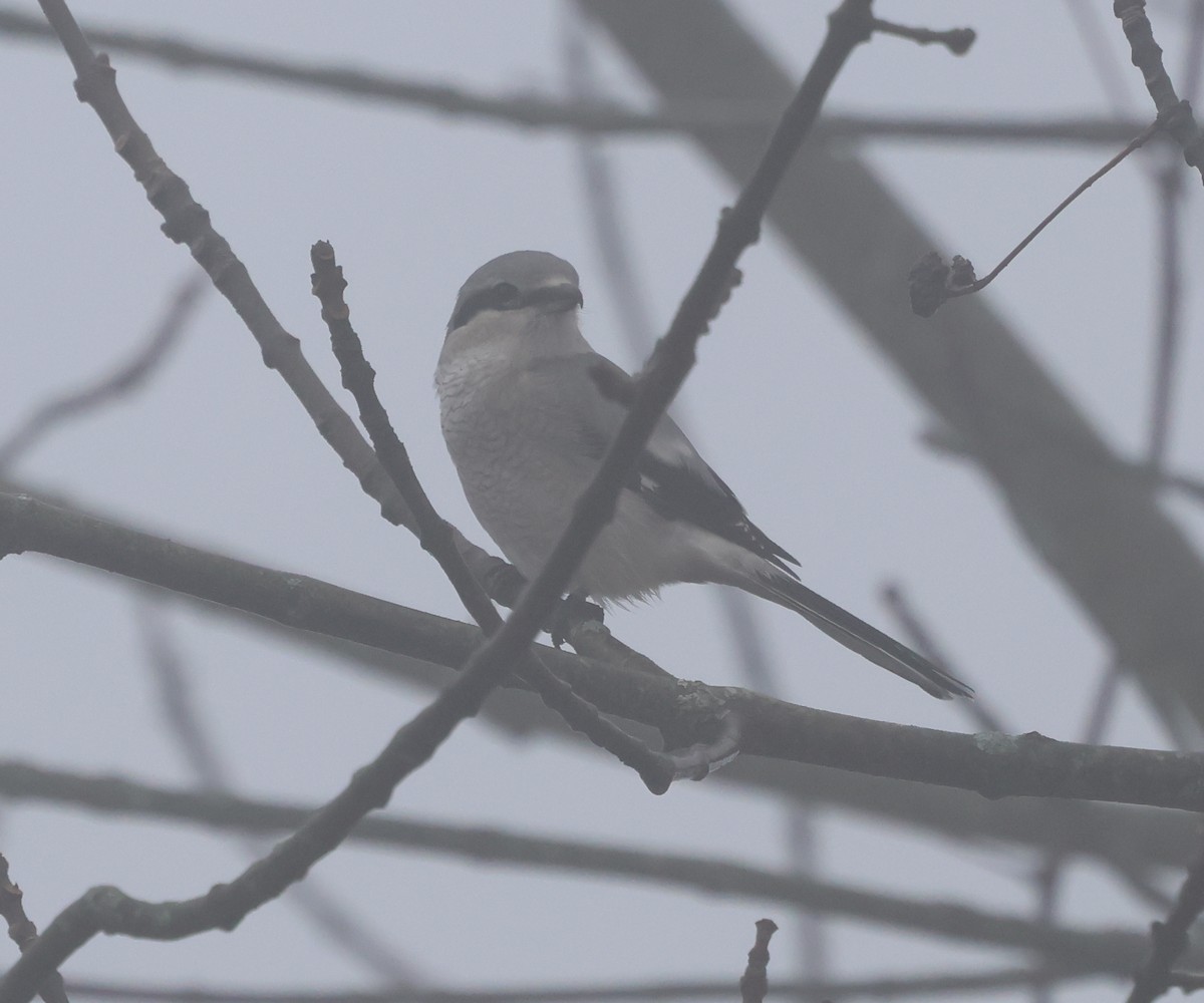 Boreal Örümcekkuşu - ML646636026