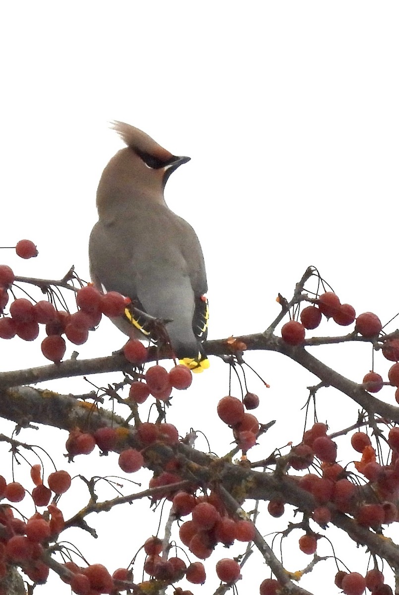 İpekkuyruk - ML646636027