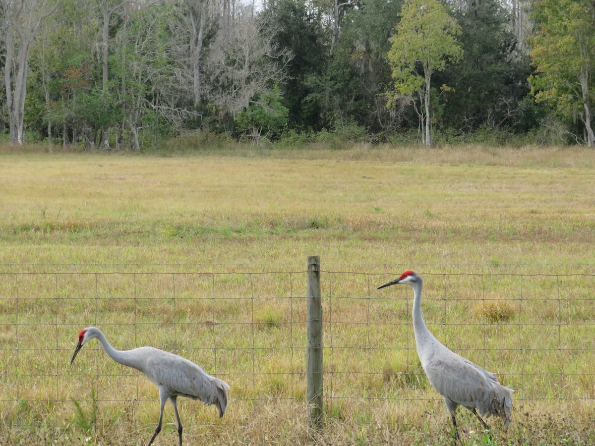 Sandhill Crane - ML646636028
