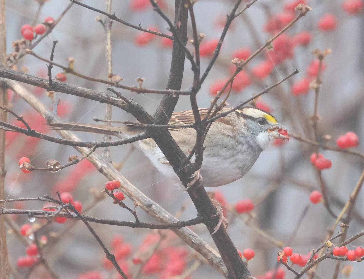 Ak Boğazlı Serçe - ML646636029