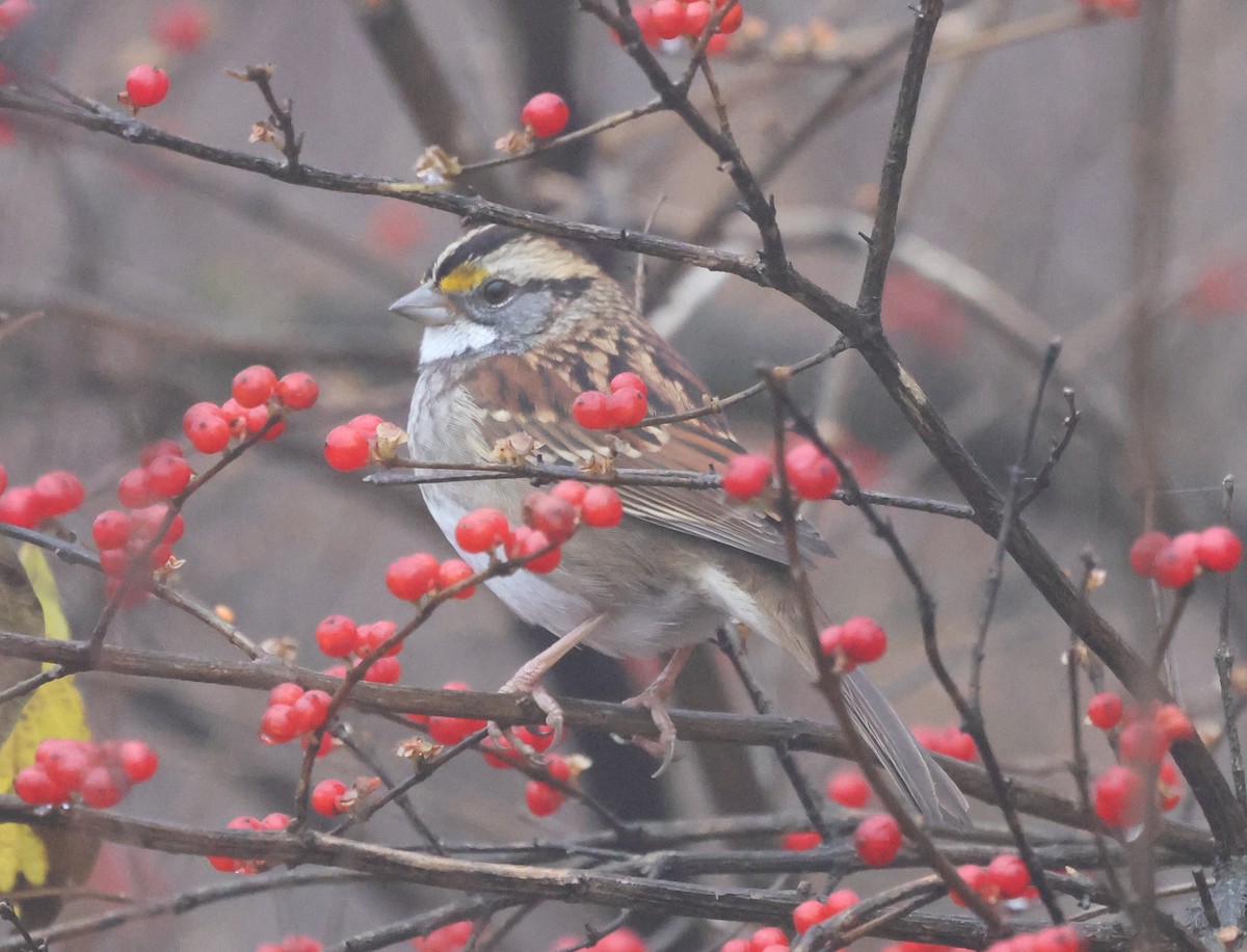 Ak Boğazlı Serçe - ML646636030