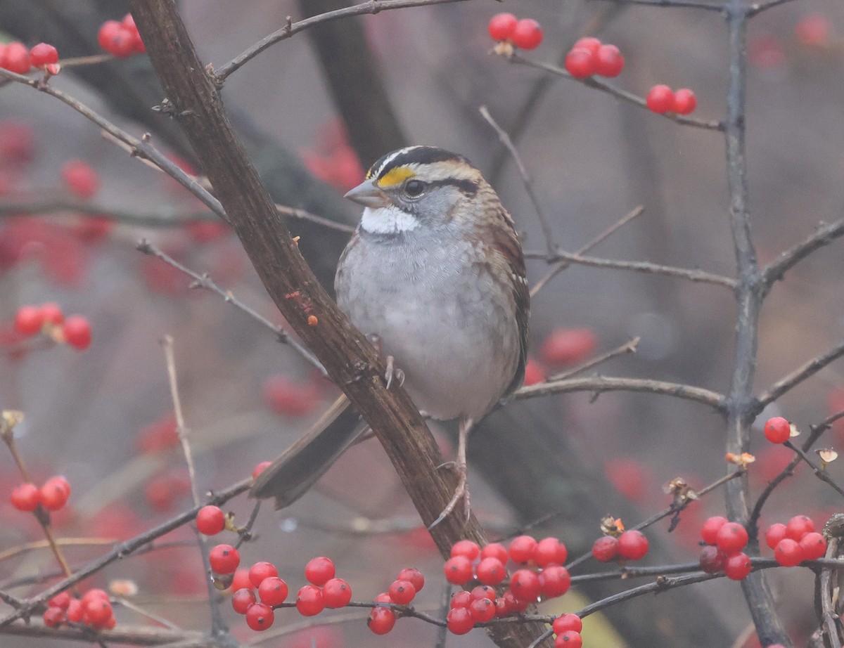 Ak Boğazlı Serçe - ML646636031