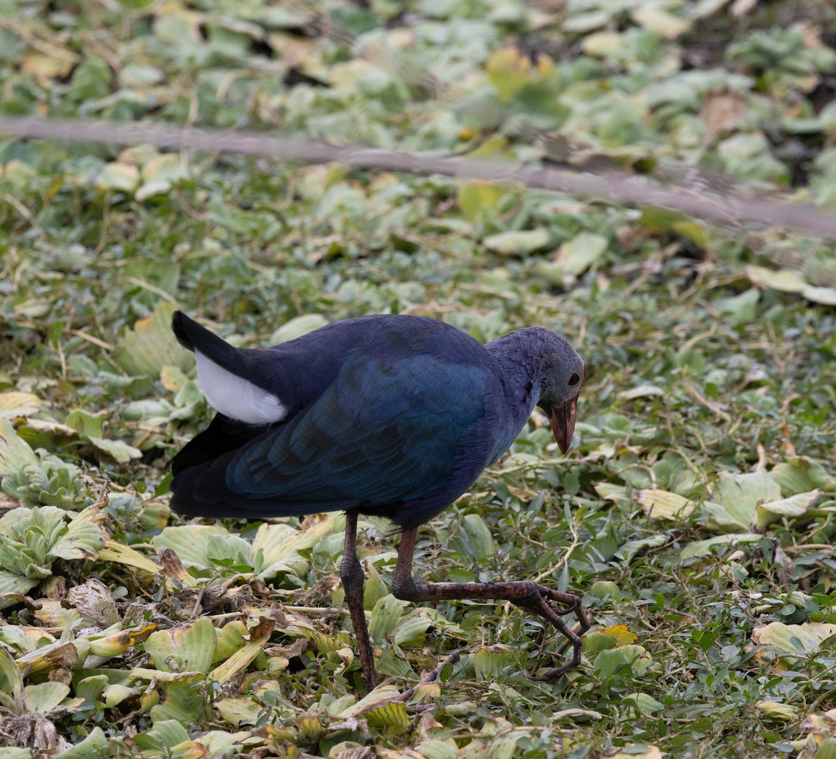 Gray-headed Swamphen - ML646636033