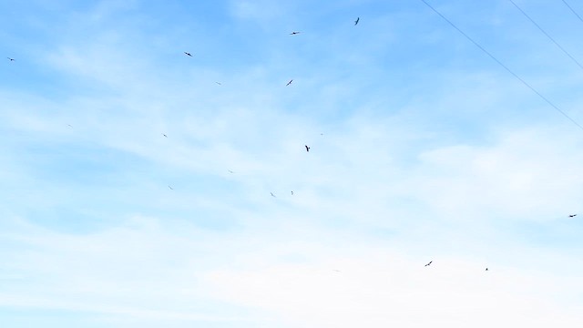 דיה שחורה (מערבית) - ML646636034