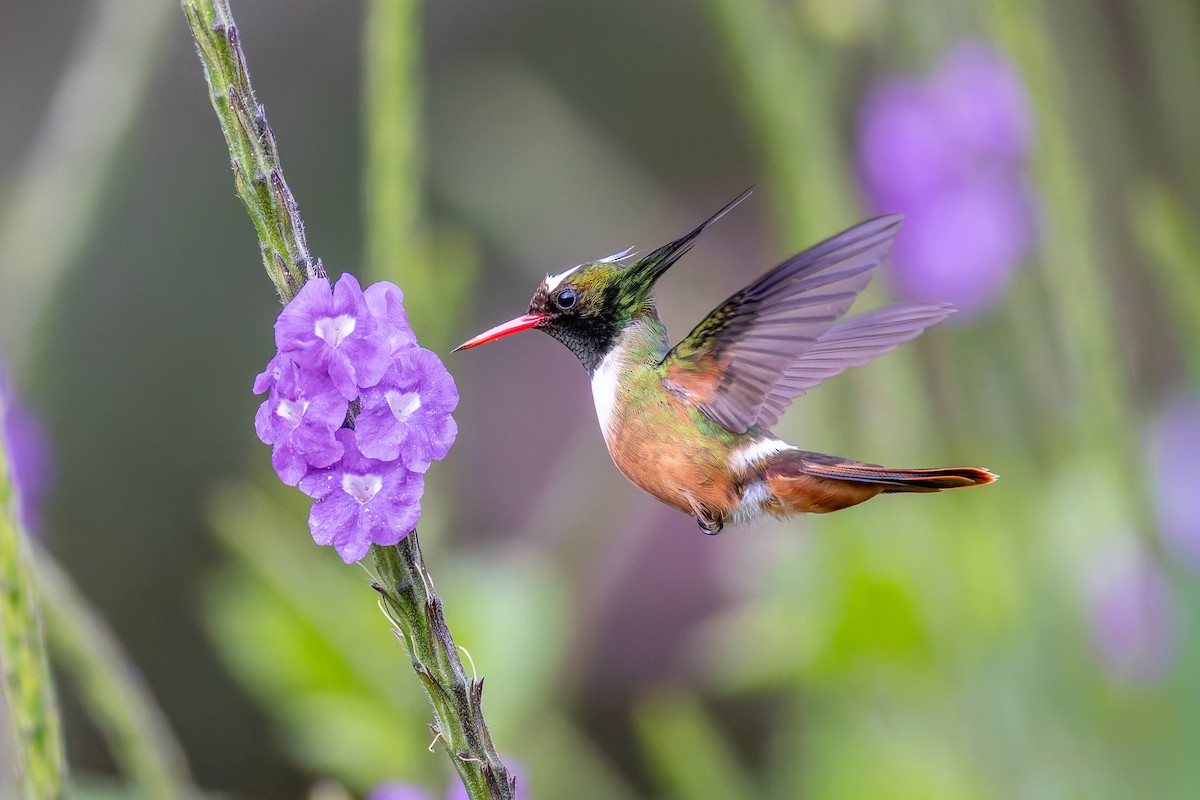 Ak Başlıklı Koket - ML646636036