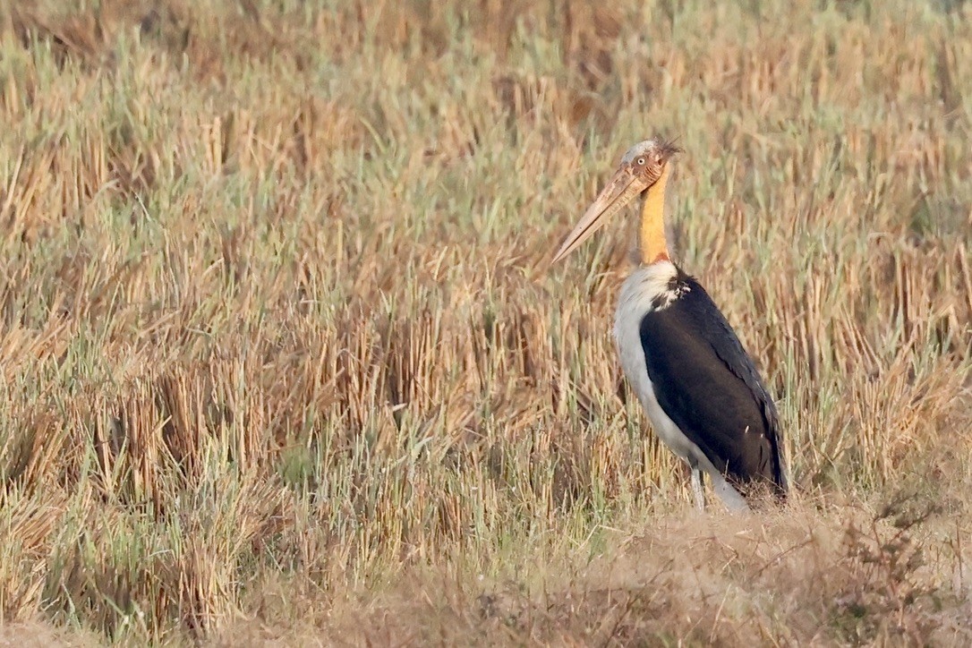 Lesser Adjutant - ML646636037