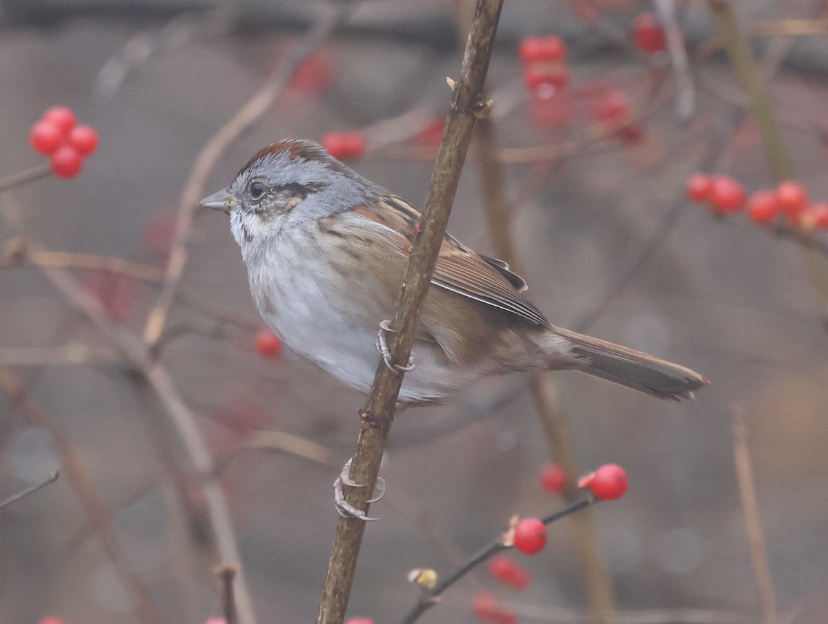 Bataklık Serçesi - ML646636040