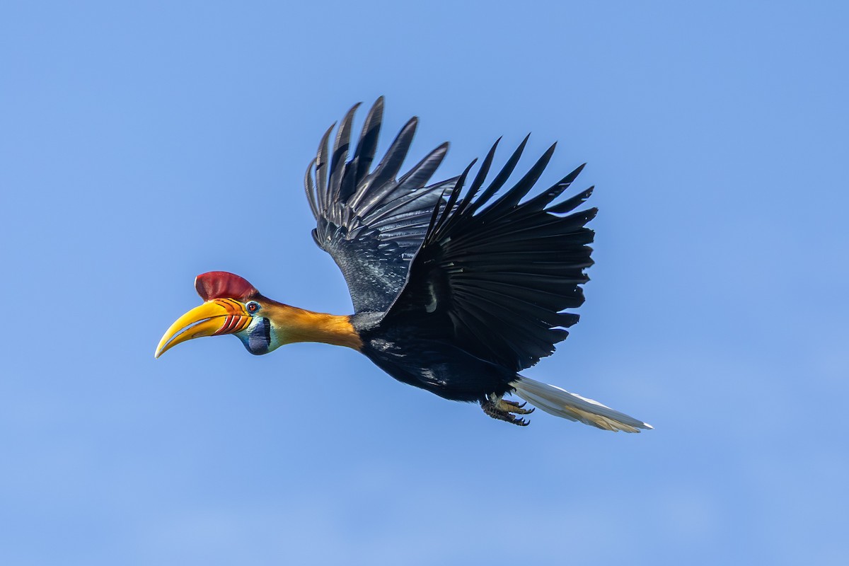 Mavi Keseli Boynuzgaga - ML646636043