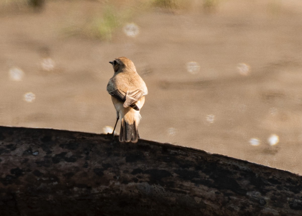 Çöl Kuyrukkakanı - ML646636045