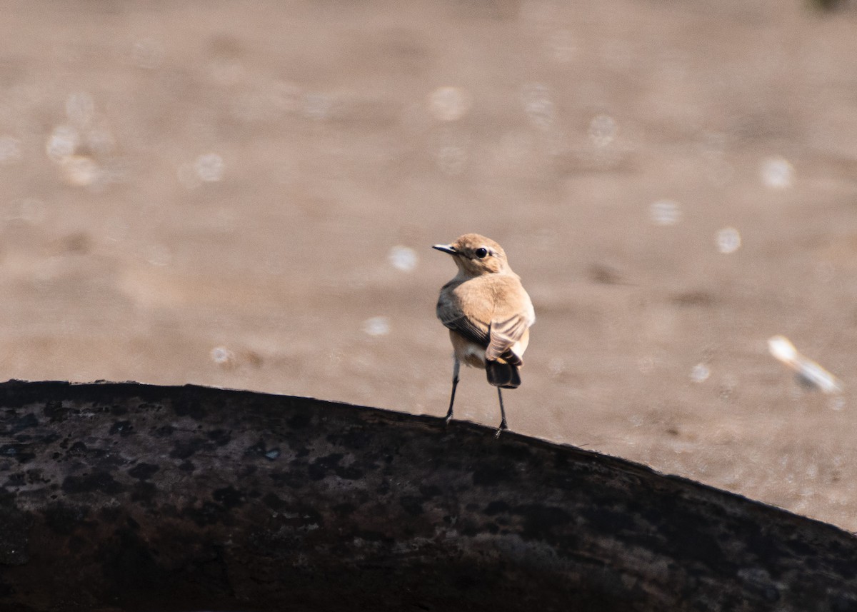 Çöl Kuyrukkakanı - ML646636046