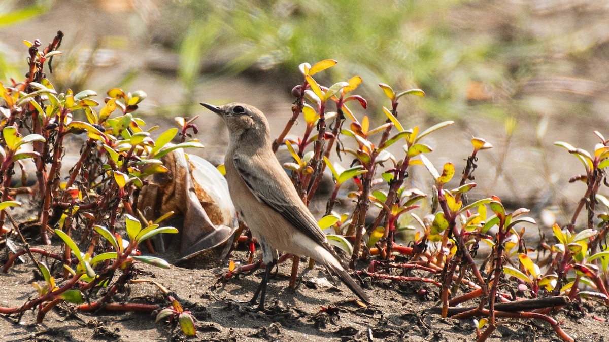 Çöl Kuyrukkakanı - ML646636048