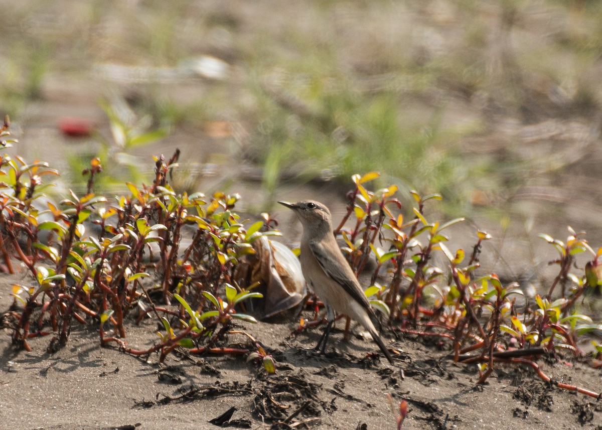 Çöl Kuyrukkakanı - ML646636049