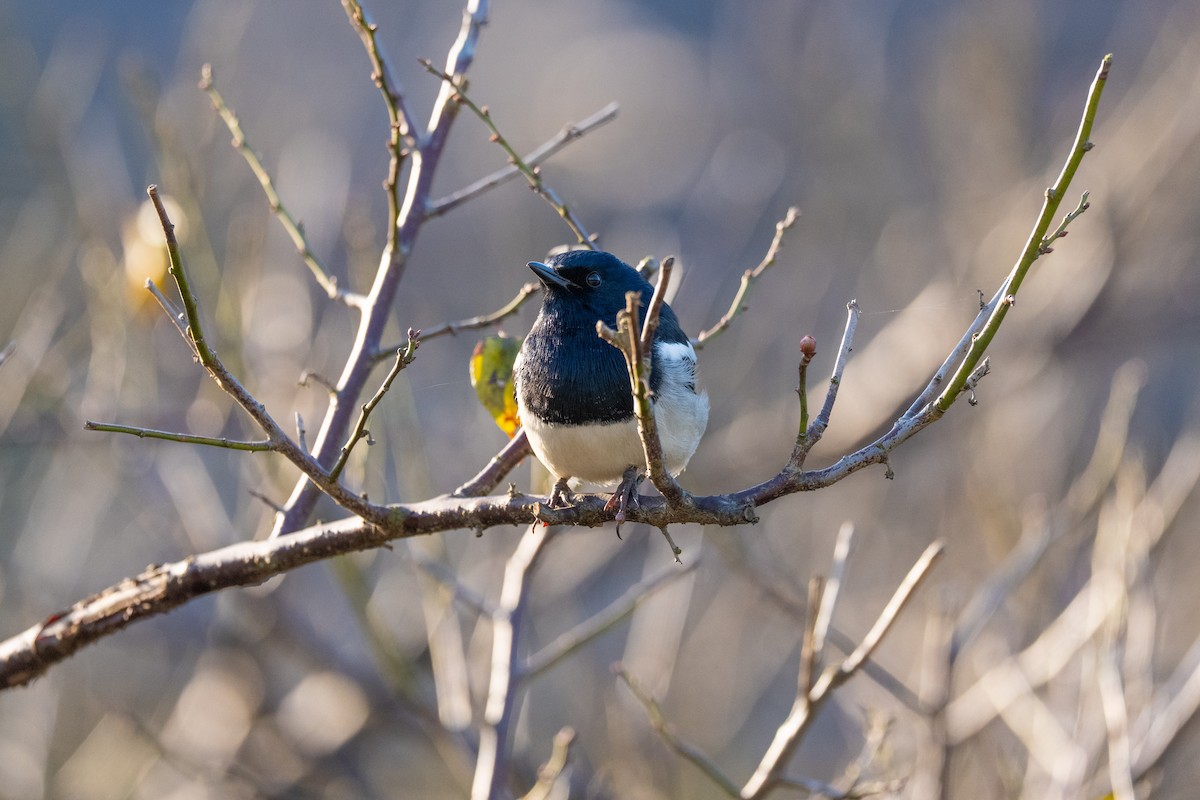 Oriental Magpie-Robin - ML646636053