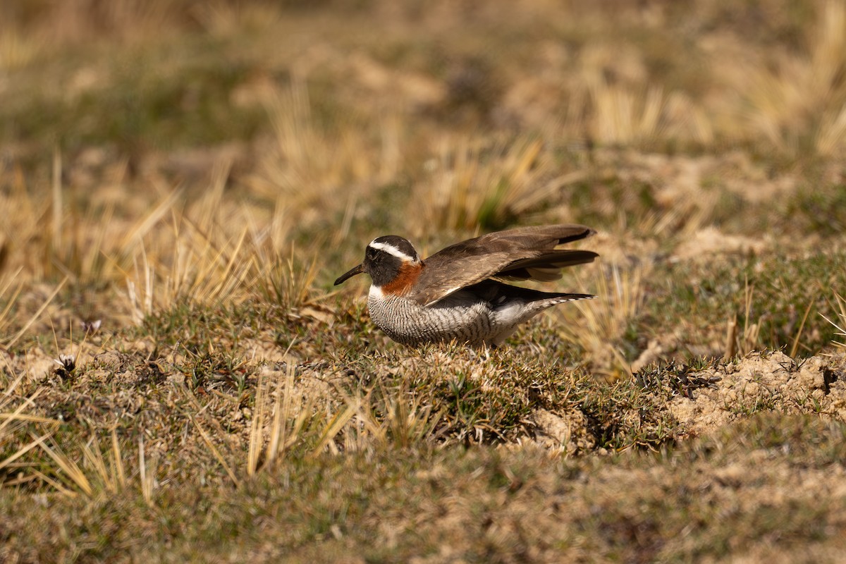 Diademed Sandpiper-Plover - ML646636057