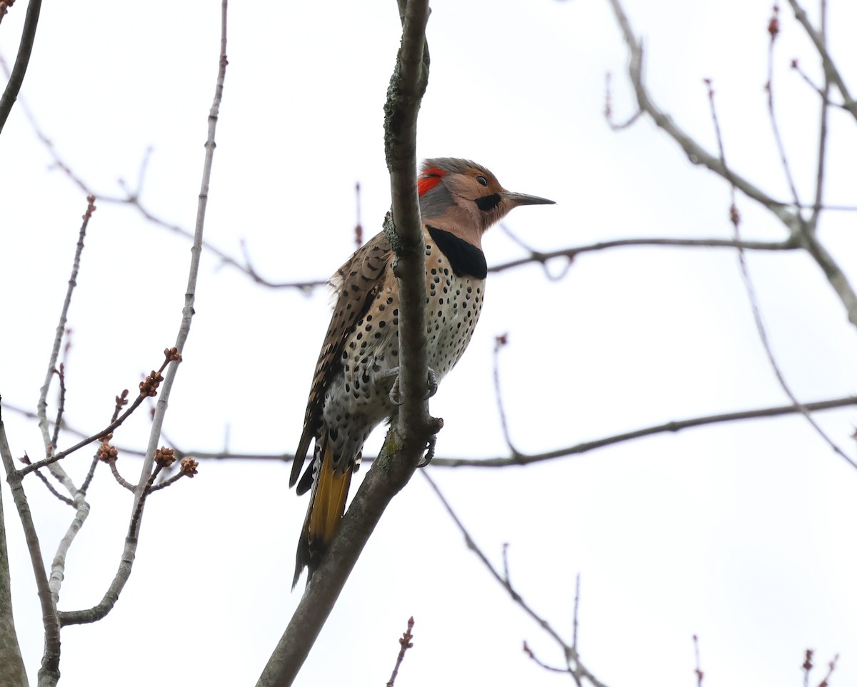 Altın Ağaçkakan (auratus/luteus) - ML646636058