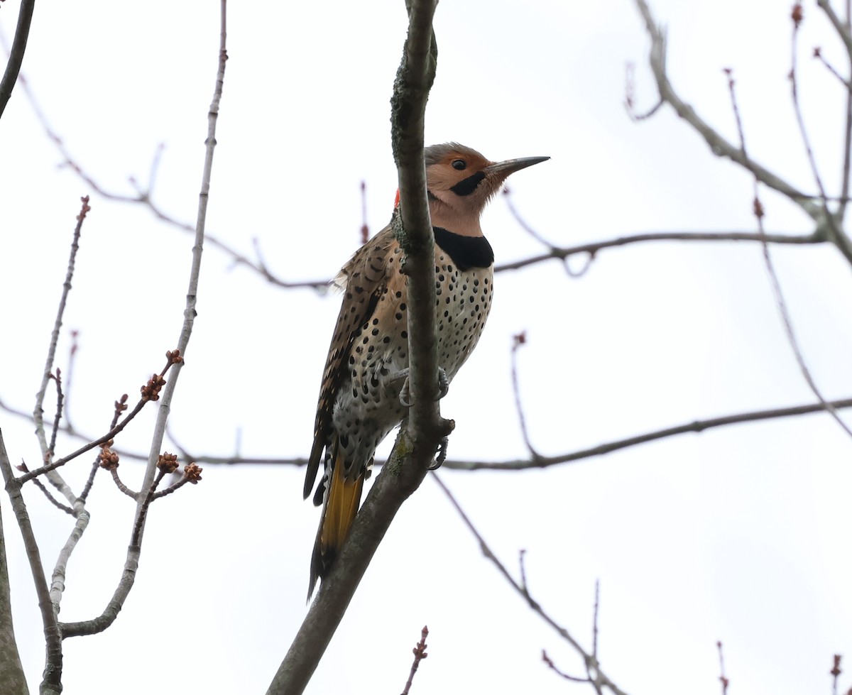 Altın Ağaçkakan (auratus/luteus) - ML646636059