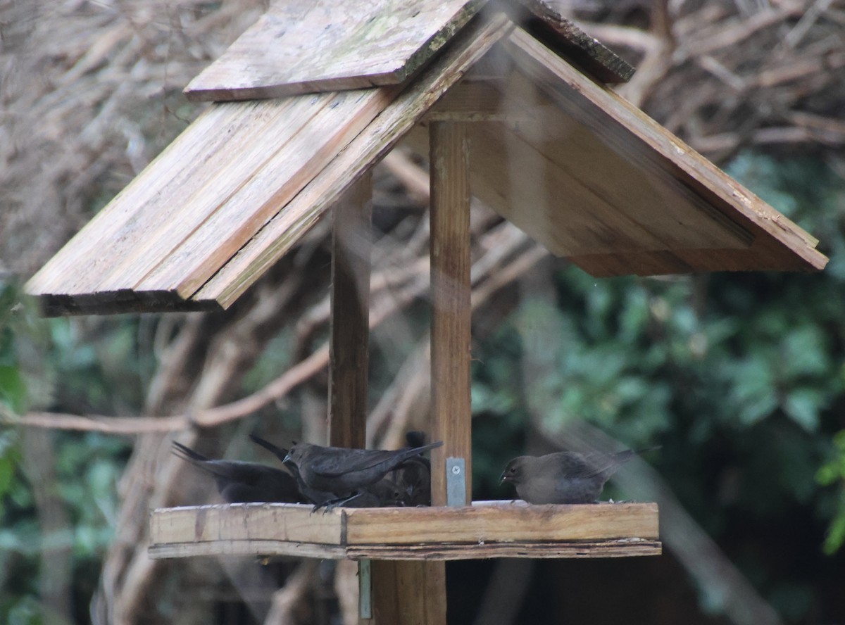 Braunkopf-Kuhstärling - ML646636060