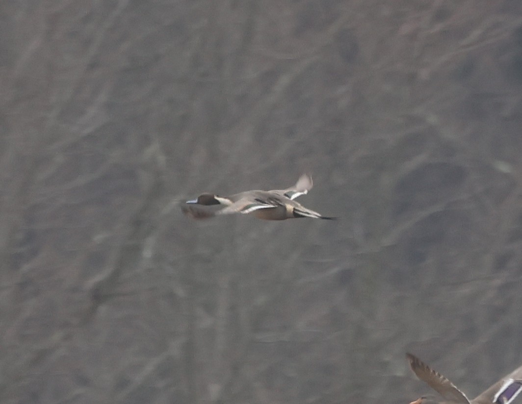 Kılkuyruk - ML646636061