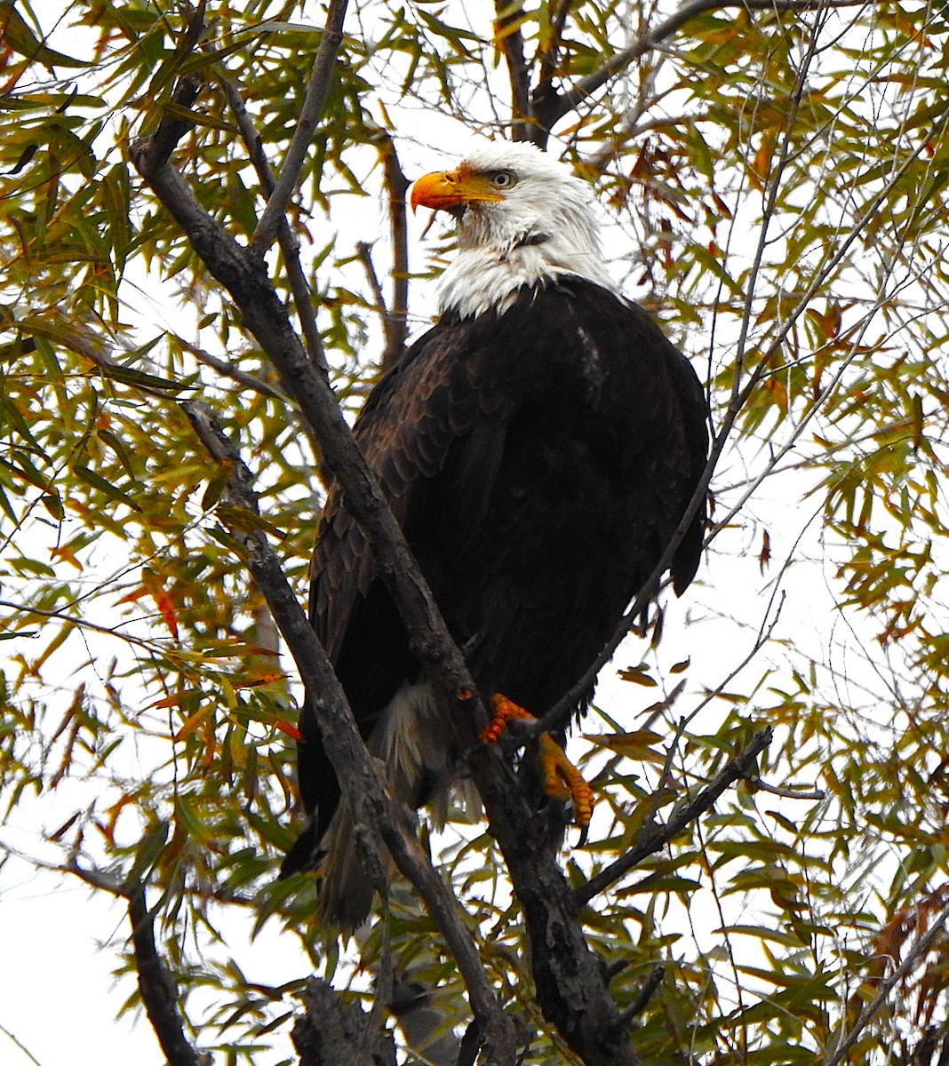 עיטם לבן-ראש - ML646636064