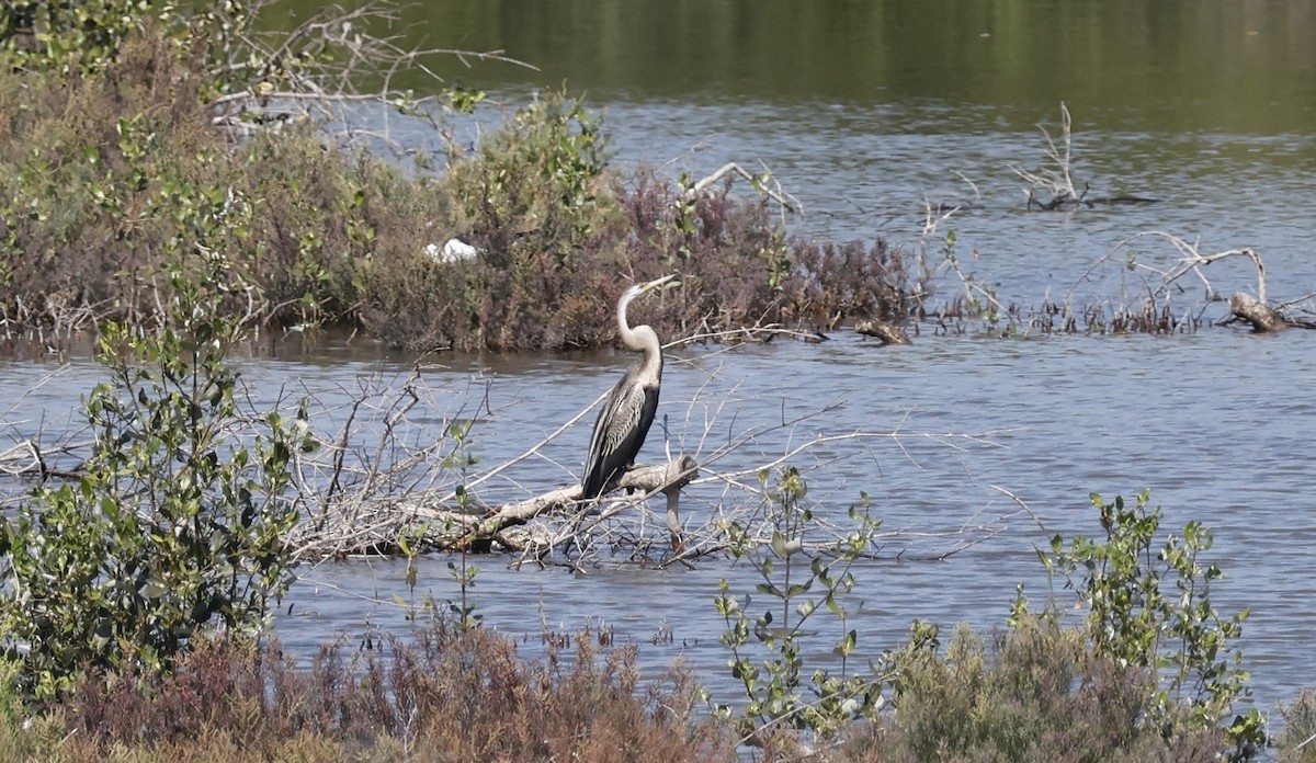 Anhinga Asiática - ML646636065