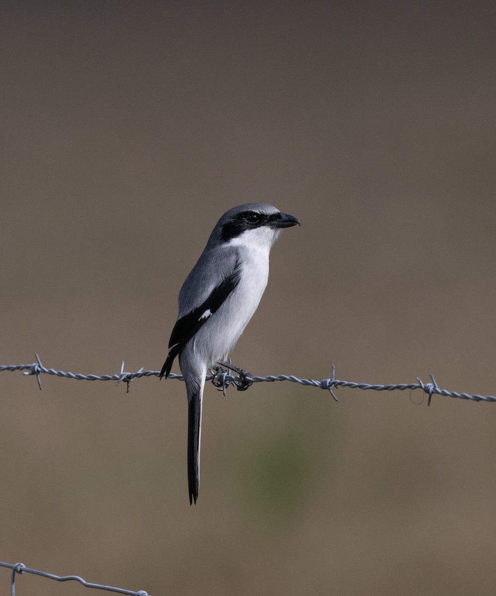 Loggerhead Shrike - ML646636067