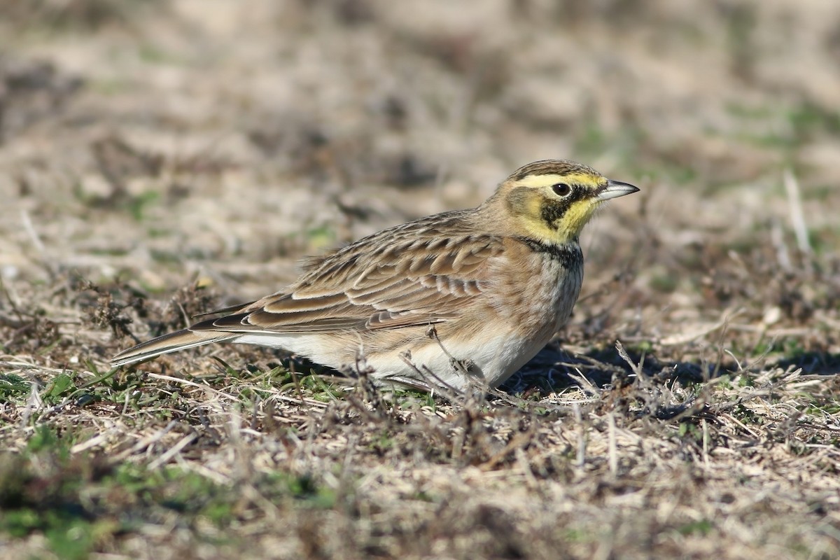 Horned Lark - ML646636071