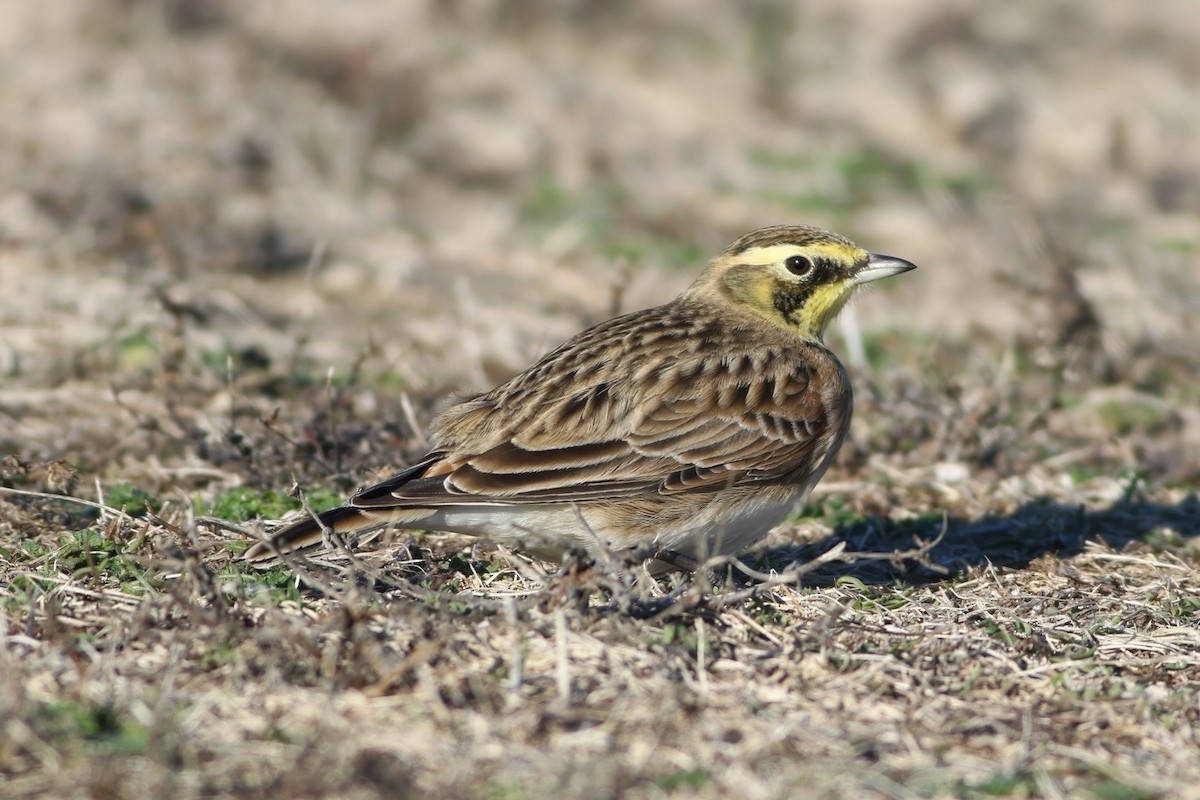 Horned Lark - ML646636072