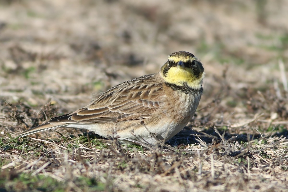 Horned Lark - ML646636073