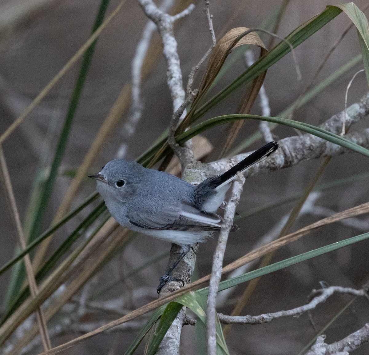 Blue-gray Gnatcatcher - ML646636075
