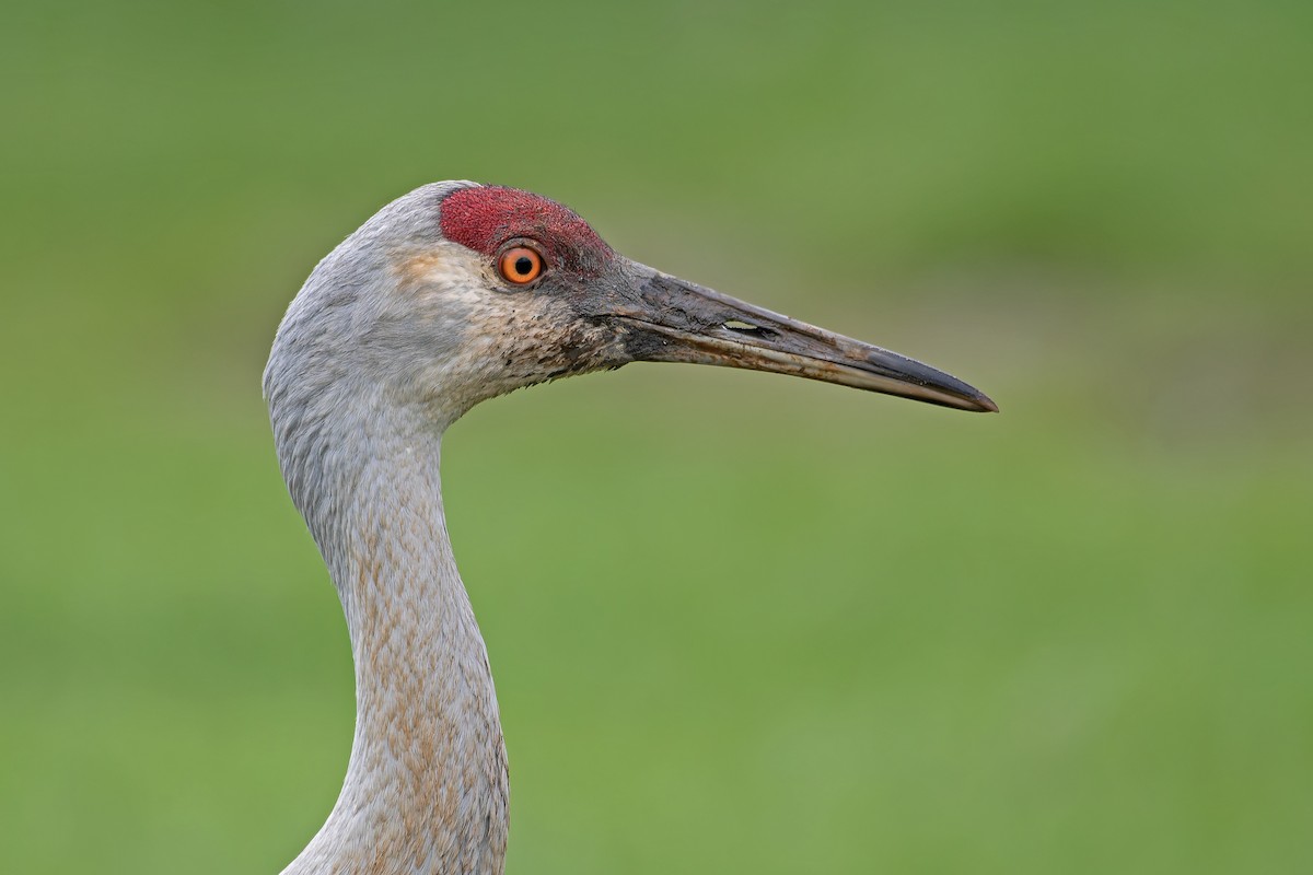 Grue du Canada - ML646636077