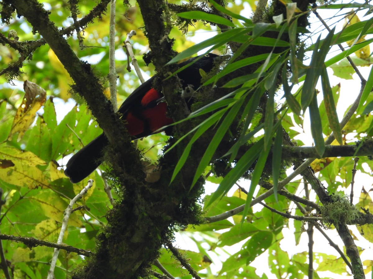 Red-bellied Grackle - ML646636079
